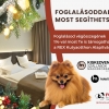 Foglalásával most segíthet a REX Kutyaotthon lakóinak!